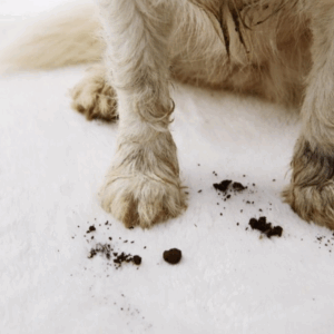 Pet stains on carpet