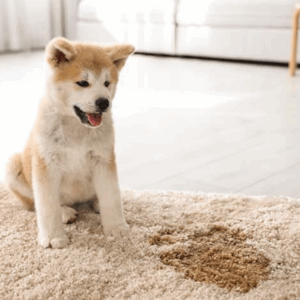 Pet stains on carpet